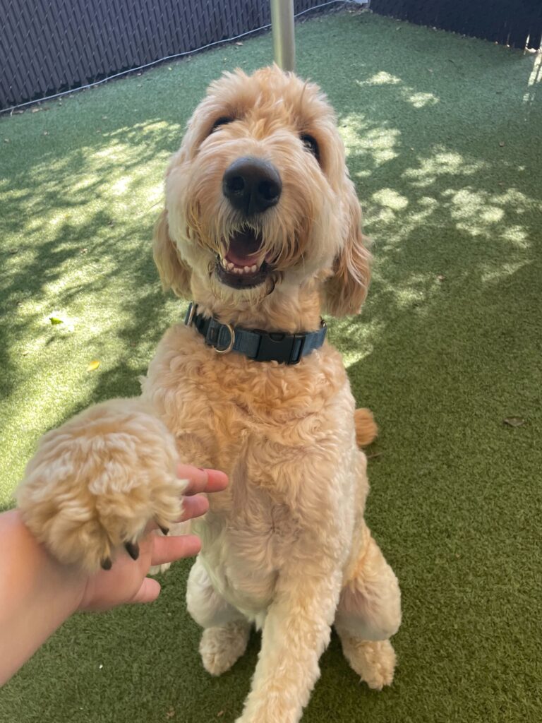 Light brown doodle giving a daycare attendant a handshake outside at Puptown Lounge North Columbus Dog Daycare.