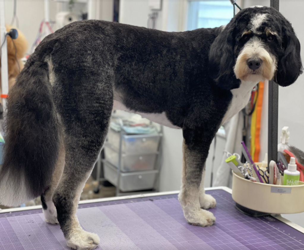 A full sized black and white Bernese Mt. Dog and Poodle mix getting groomed a Puptown Lounge Dog grooming Columbus, Ohio