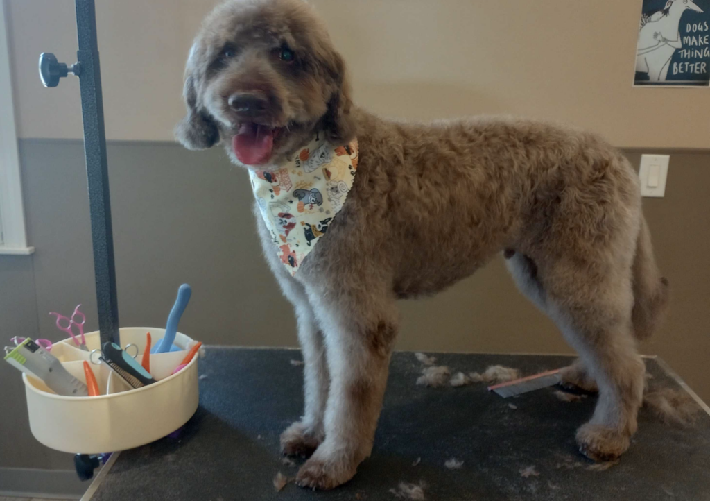 Grey Doodle freshly Groomed on the table
