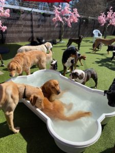 Columbus, Ohio dog daycare