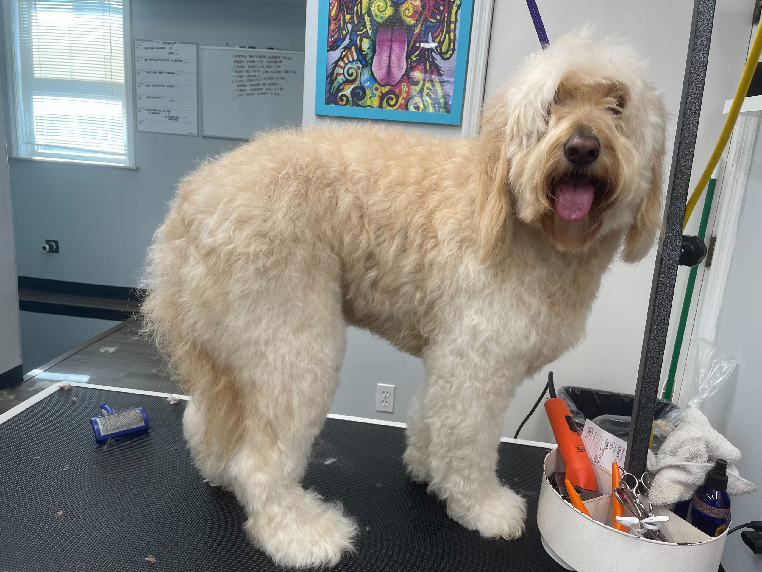 Golden doodle before Full Body Haircut