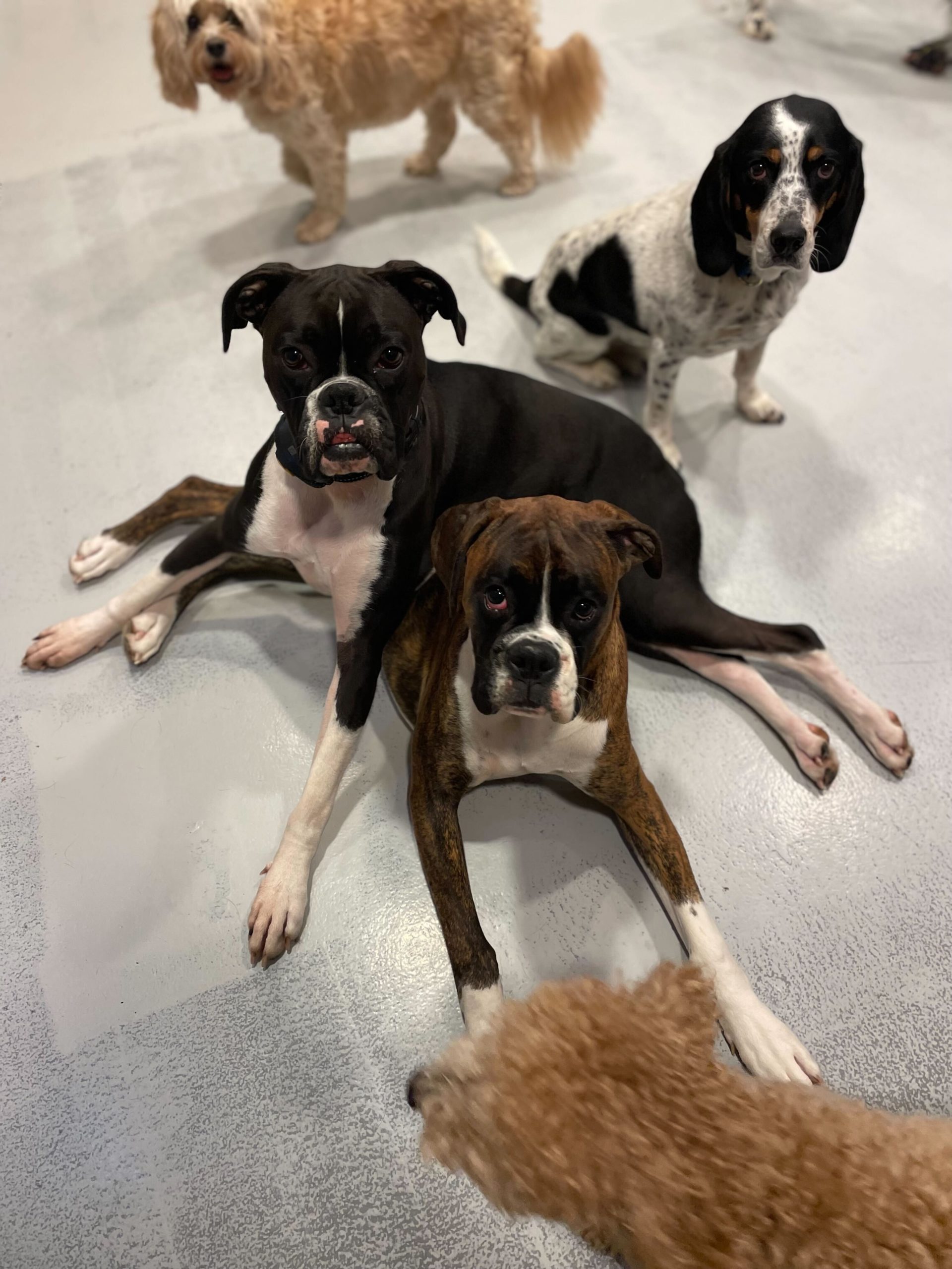 two boxer Sibling's cuddling at Puptown lounge dog daycare