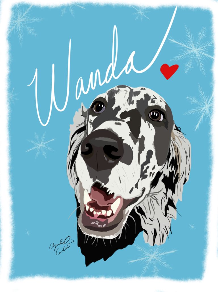 Illustration of Wanda an English Setter