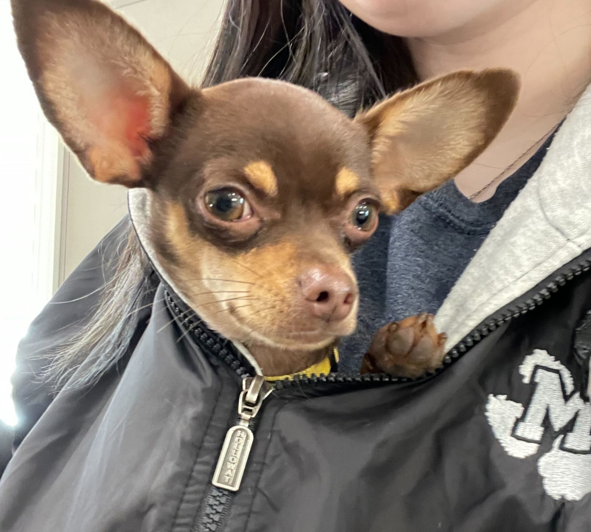 small brown chihuahua named Penny peeking her head out of a daycare employee's jacket