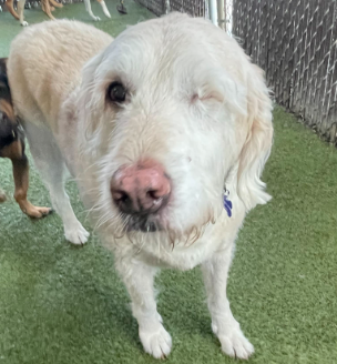 white doodle named Lucy Ann, Puptown Lounge dog of the month