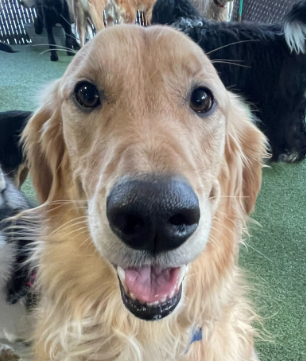 Golden Retriever named Parker, Puptown Lounge dog of the month