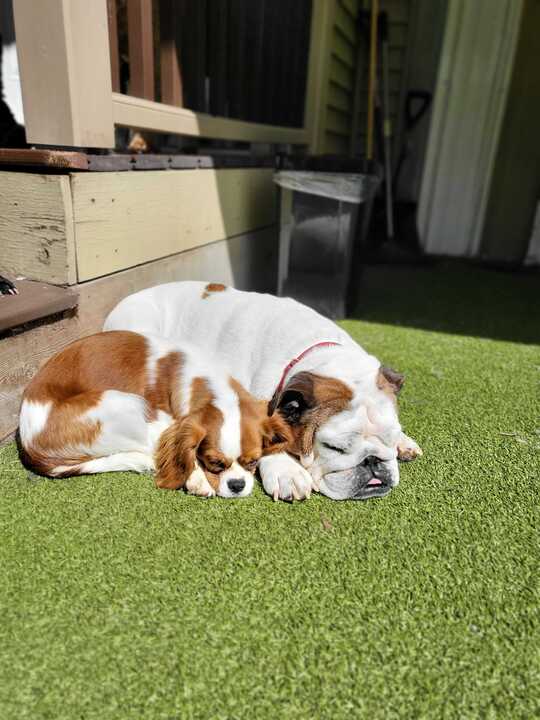Cavalier King Charles and English Bulldog snuggled up outside at Puptown Lounge Dog Daycare, Boarding and Grooming North Columbus