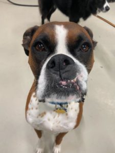 Boxer giving a smirk at the camera at Puptown Lounge North Columbus on Kenny Rd