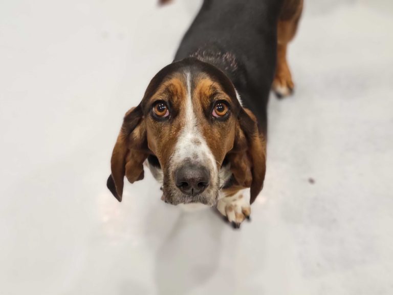 Small Basset Hound looking lovingly at the camera inside the small dog room at Puptown Lounge Dog Daycare Upper Arlington