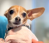 Jesse the small chihuahua mix with one ear pointing out being held