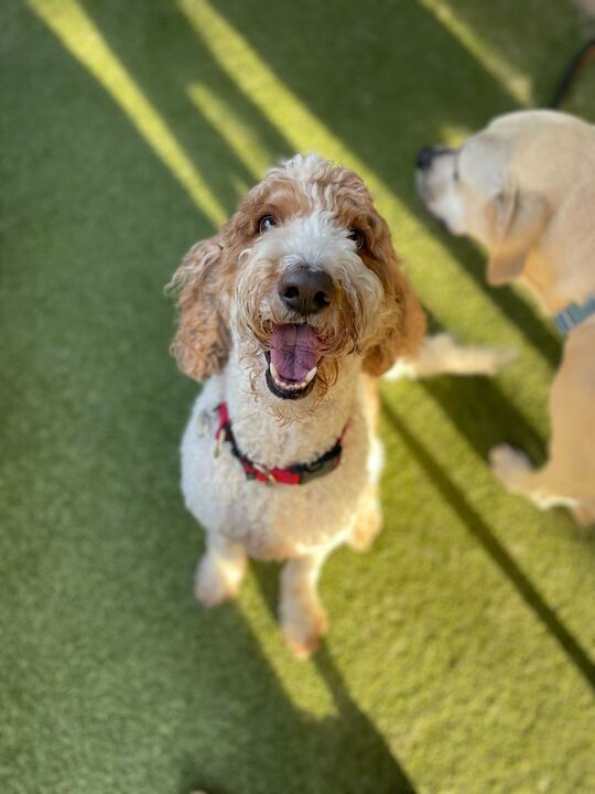 Light Brown and White Doodle smiling at the camera