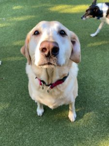 Scarlet, a yellow lab hanging out at Puptown Lounge Columbus Ohio dog daycare