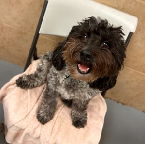 A black and white Cavapoo sitting on top of a chair inside the small dog daycare room at Puptown Lounge Dog Daycare