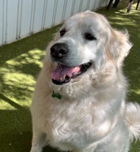 Kelsey the Great Pyrenees posting and smiling in the sun at Puptown Lounge Dog Daycare