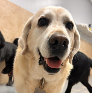 Older lab named Bailey smiling at the camera at Puptown Lounge Dog Daycare