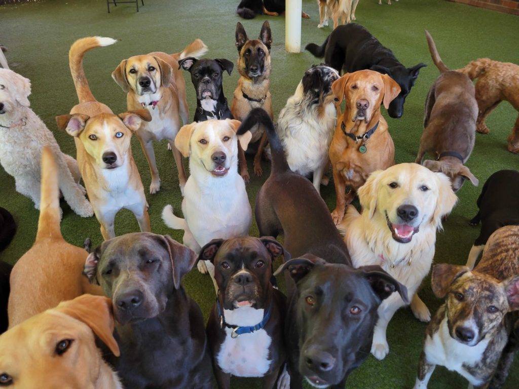Group of dogs hanging out at Puptown Lounge Dog Daycare Columbus, Ohio