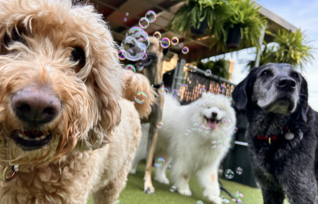 Dogs playing in yard with bubbles