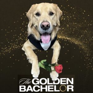 Archie B The Golden Bachelor