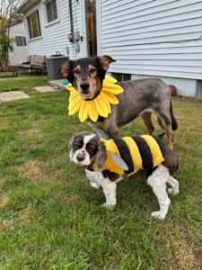 Chewy and Maddie M Sunflower and Bee
