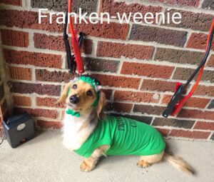 Frankie E Franken-weenie